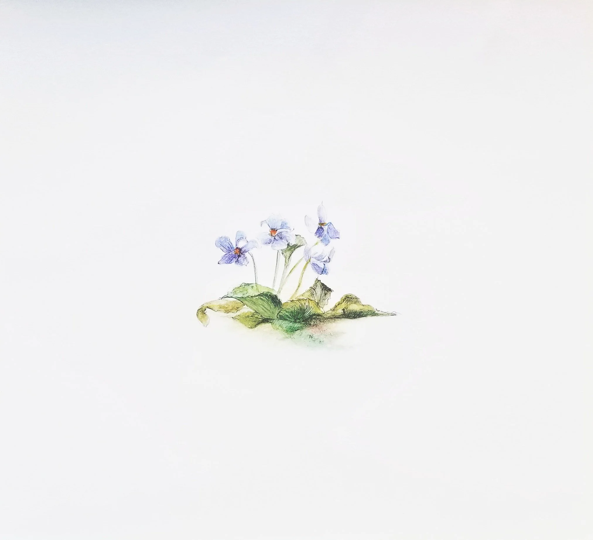 Shop | Susan Swartz Studios — Susan Swartz Studios